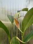 Pleurothallis hemirhoda1.jpg
