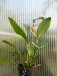 Pleurothallis hemirhoda-rostlina1.jpg