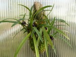 Maxillaria schunkeana-rostlina.jpg