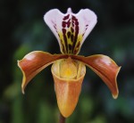 9999_Paphiopedilum gratrixianum.jpg