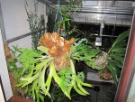(Platycerium bifurcatum.jpg