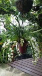 cimbidium 2.JPG