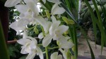 cimbidium 3.JPG