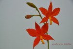 Encyclia vitellina  129.jpg