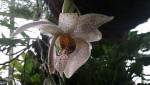 Stanhopea napoense 2.JPG