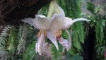 Stanhopea napoense 3.JPG