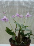 Dendrobium kingianum.JPG