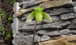 Paph.aplletonianum.1.jpg