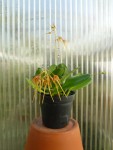 Bulbophyllum taiwanense-rostlina.jpg