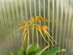 Bulbophyllum taiwanense.jpg