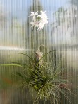 Laelia albida-rostlina.jpg