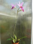 Laelia anceps-rostlina.jpg