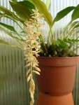 Dendrochilum convalariiforme.jpg