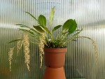 Dendrochilum convalariiforme-rostlina.jpg