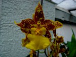 orchideje 2363.jpg