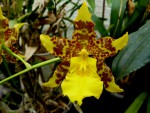 orchideje 2361.jpg