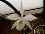 orchideje 2353.jpg