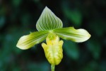 0028_Paphiopedilum venustum.jpg