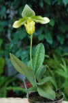 0030_Paphiopedilum venustum.jpg