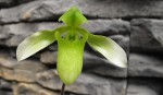 Paph.a..jpg