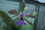 Cattleya sp.1.jpg