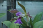 Cattleya sp.2.jpg