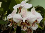 Phal.stuartiana 1.JPG