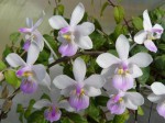 Phalaenopsis lindeni.JPG