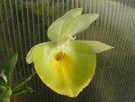 Catasetum pileatum Oro Verde 2.jpg