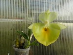 Catasetum pileatum Oro Verde-rostlina.jpg