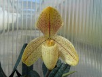 Paphiopedilum concolor var. striatum.jpg