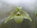 Paphiopedilum malipoense var. jackii.jpg