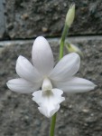 Calanthe Sedenii 'Harrisii'.jpg