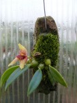 Trias disciflora-rostlina.jpg