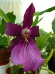 Miltonia spectabilis var. moreliana2.JPG