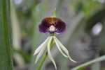 Prosthechea cochleata.jpg