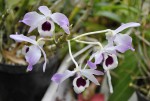 Dendrobium nobile.jpg