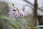 Dendrobium kingianum.jpg