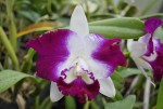 Cattleya  Harlequin.jpg