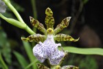 Zygopetalum mackei.jpg