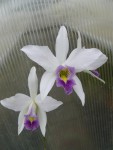 Laelia anceps var. veitchiana Fort Caroline HCC-AOS .jpg