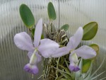 Cattleya walkeriana var. coerulea.jpg