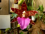 orchideje 2382.jpg