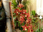 orchideje 2380.jpg