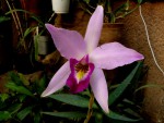 orchideje 2377.jpg