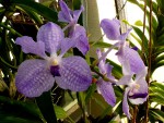 orchideje 2376.jpg