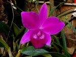 orchideje 2371.jpg