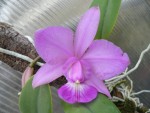 Cattleya walkeriana tipo2.jpg