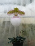 Paphiopedilum micranthum var. eburneum-rostlina.jpg