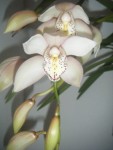 orchidej1.jpg